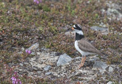 Common Ringed Plover (Charadrius hiaticula)	