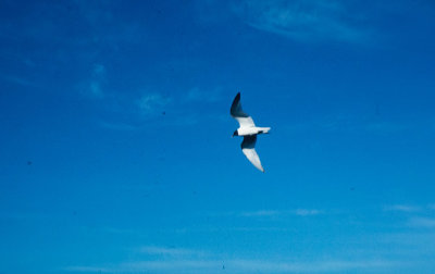 Sabine's Gull (Xema sabini)