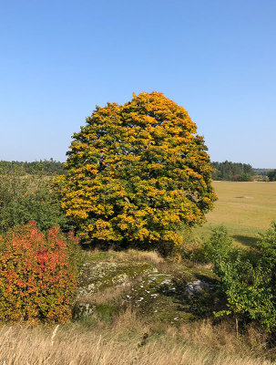 Lnn (Acer platanoides)	