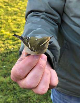 Yellow-browed Warbler (Phylloscopus inornatus)