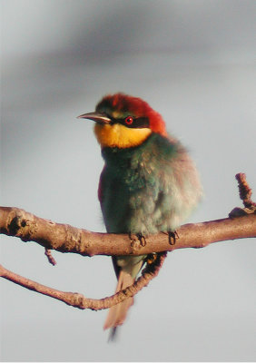 European Bee-eater (Merops apiaster)