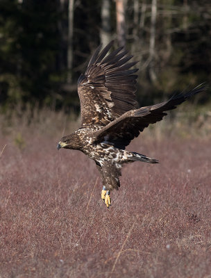 White-tailed Eagle (Haliaeetus albicilla)