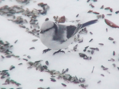 Azure Tit (Parus cyanus)