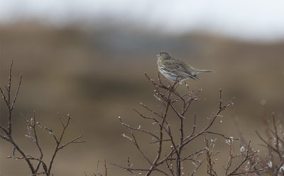 Meadow Pipit (Anthus pratensis)