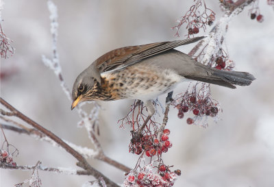 Fieldfare (Turdus pilaris)