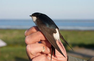 Common House Martin (Delichon urbicum)