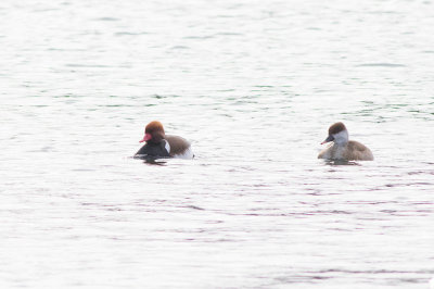 Red-crested Pochard (Netta rufina)	