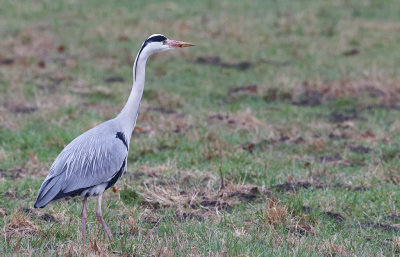 Grey Heron (Ardea cinerea)