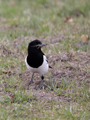 Eurasian Magpie (Pica pica)