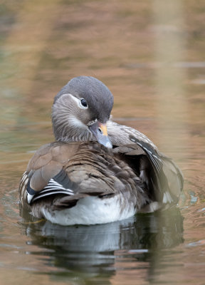 Mandarin Duck (Aix galericulata)