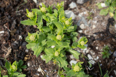 Välsk krassing (Lepidium draba)