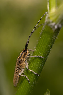 Tistelbock (Agapanthia villosoviridescens)