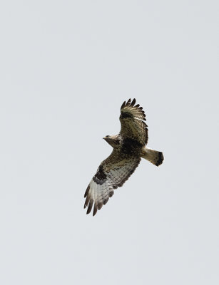 Rough-legged Buzzard (Buteo lagopus)