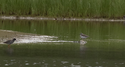 Terek Sandpiper (Xenus cinereus)