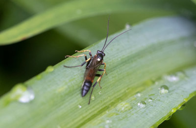 Brokparasitstekel (Ichneumon sp)