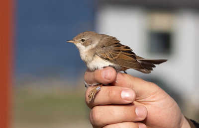 Common Whitethroat (Curruca communis)