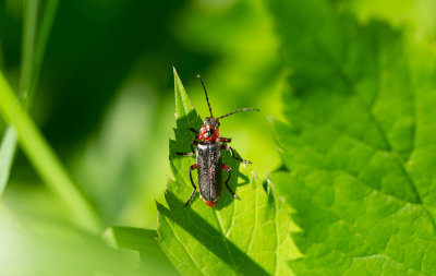 Cantharis rustica