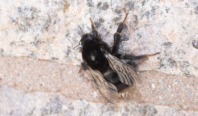 Stensnylthumla (Bombus rupestris)