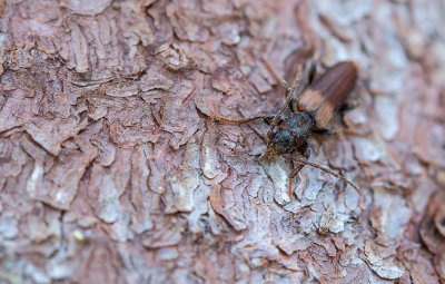 Skulderflcksbock (Tetropium fuscum)	