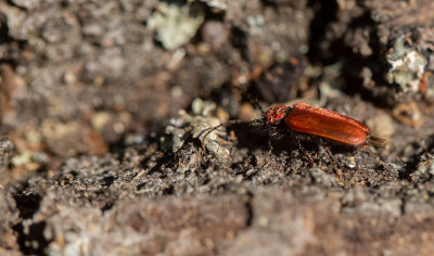 Rödhjon (Pyrrhidium sanguineum)