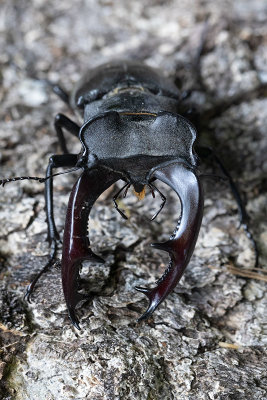 Ekoxe (Lucanus cervus)