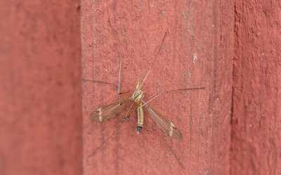 Tipula fascipennis