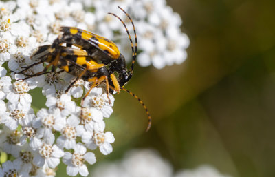 Flckig blombock (Rutpela maculata)