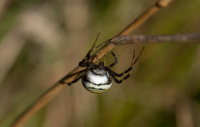 Getingspindel (Argiope bruennichi)