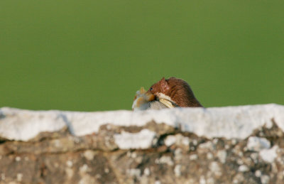 Least Weasel (Mustela nivalis)	