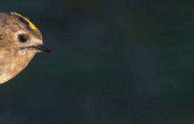 Goldcrest (Regulus regulus)