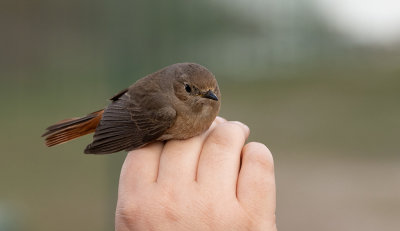 Thrush Nightingale (Luscinia luscinia)