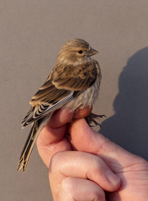 Common Linnet (Linaria cannabina)	