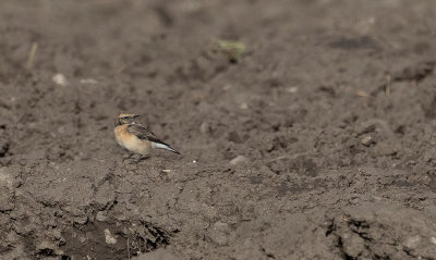 Pied Wheatear (Oenanthe pleschanka)