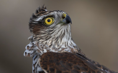 Eurasian Sparrowhawk (Accipiter nisus)