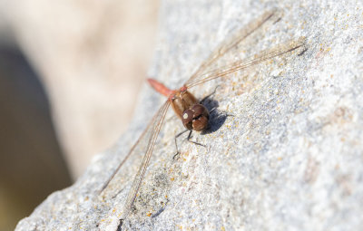 Strre ngstrollslnda (Sympetrum striolatum)