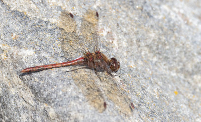 Större ängstrollslända (Sympetrum striolatum)