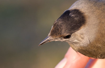 Eurasian Blackcap (Sylvia atricapilla)	