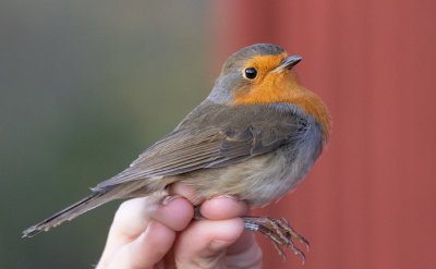 European Robin (Erithacus rubecula)