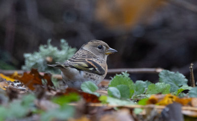 Brambling (Fringilla montifringilla)