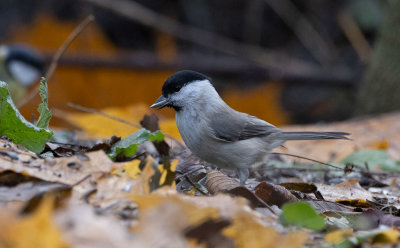 Marsh Tit (Poecile palustris)