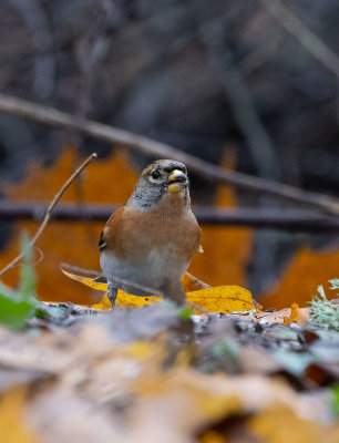 Brambling (Fringilla montifringilla)