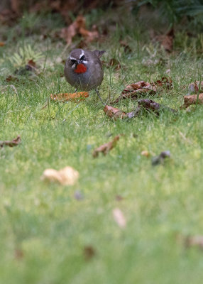 Siberian Rubythroat (Calliope calliope)