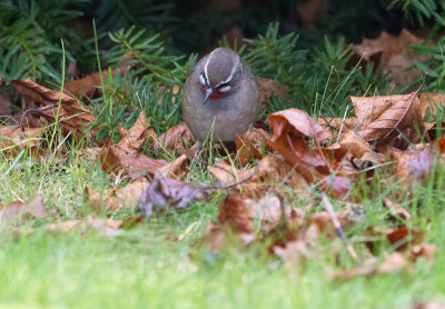 Siberian Rubythroat (Calliope calliope)