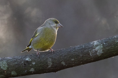 European Greenfinch (Chloris chloris)