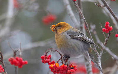 Pine Grosbeak (Pinicola enucleator)