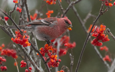 Pine Grosbeak (Pinicola enucleator)