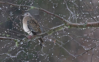 Oriental Turtle Dove (Streptopelia orientalis)