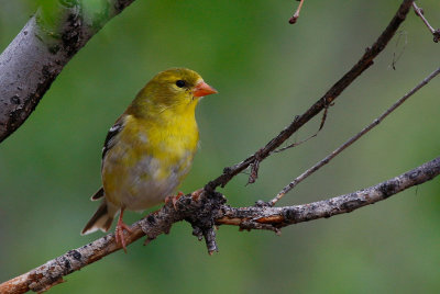 American Goldfinch (Spinus tristis)