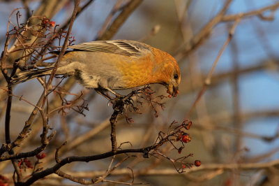Pine Grosbeak (Pinicola enucleator)
