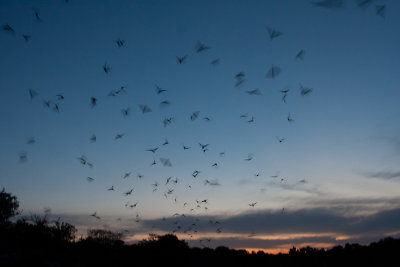 Brazilian Free-tailed Bat (Tadarida brasiliensis)